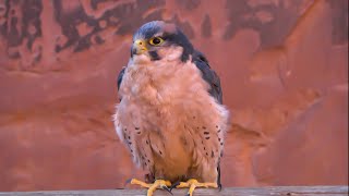 Falconry: What to feed your bird