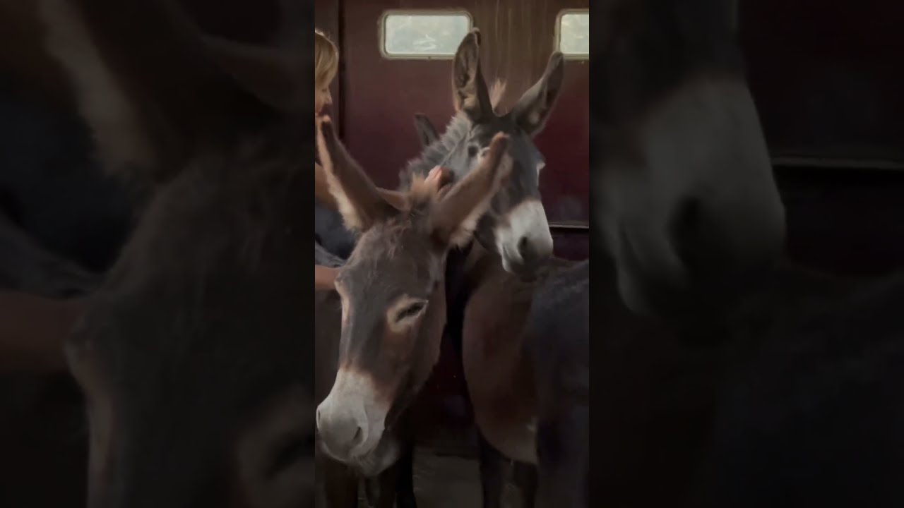  Donkey Animals Donkeys Cute Cuteanimals Texas
