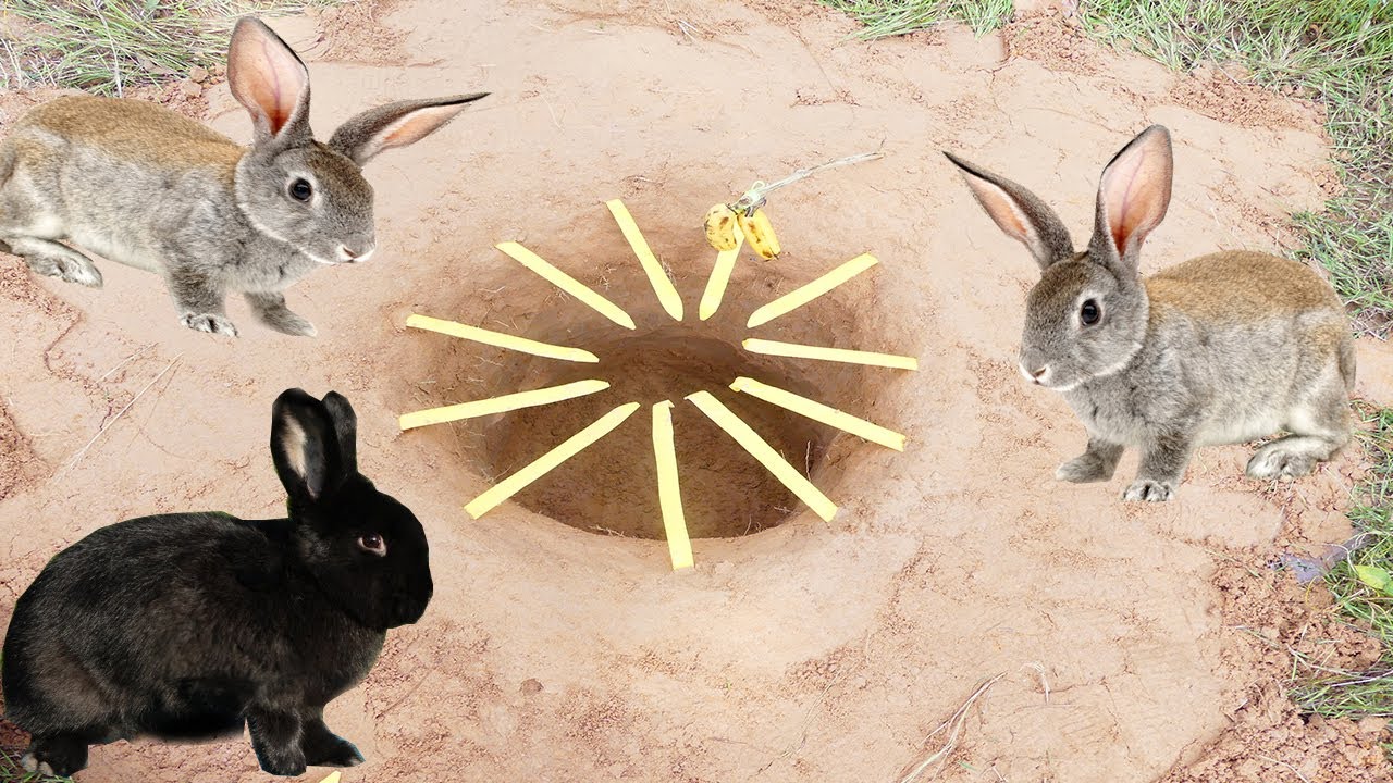 Technique Unique Rabbit Trap - Creative Rabbit Trap Using Yellow ...