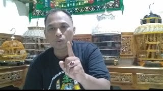 Cara menggacorkan perkutut lokal alam yang benar dan tepat, semoga bisa bermanfaat buat kita semua
