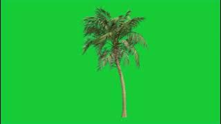 Coconut Tree With Wind - Green Screen Effects Background - Free Use