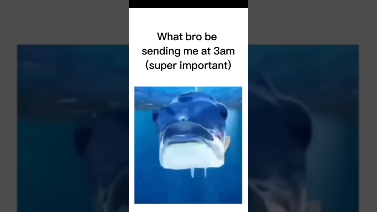 What Bro Sends Me At 3am