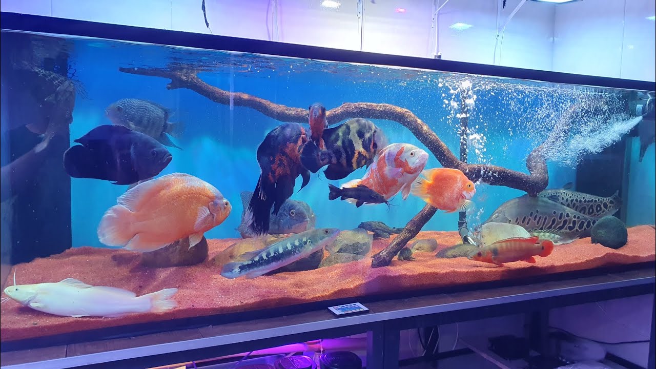 jumbao raiz ta top, vou desmontar o marinho?