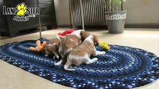 Playful Cavalier King Charles Spaniel Puppies
