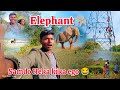 3 bja elephant  ayegelk  khatarnak bada or dat v hik  nikhil sadri vlogs 