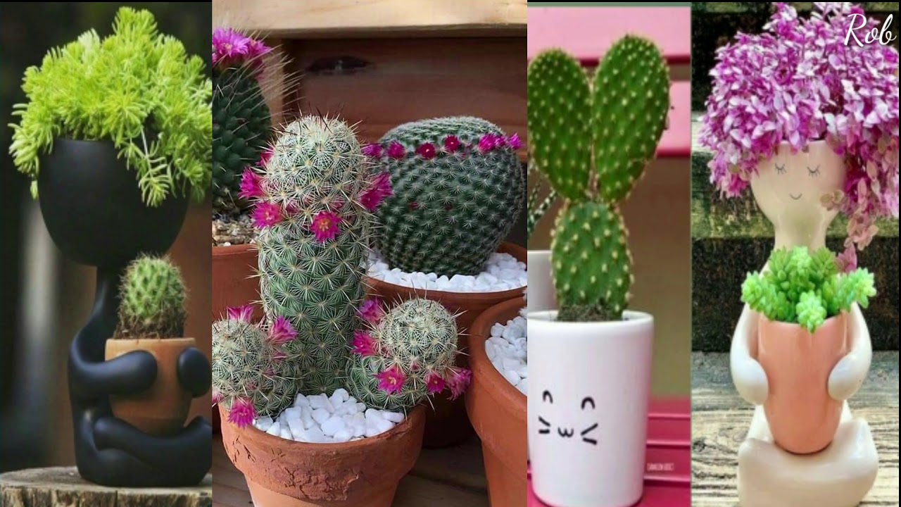 Cactus Collection | Beautiful Cactus Plants
