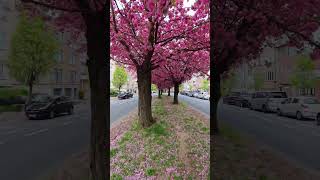 CHERRY BLOSSOM 4K WALK: Avenue Émile Max, Brussels | Spring in Belgium #brussels #explore #belgium