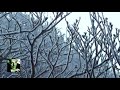 チャイコフスキー：4月 松雪草 / アシュケナージ 1998