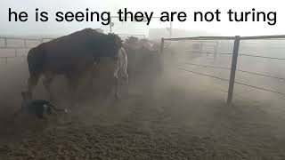 Misty mornings moving cattle #australiancattledog