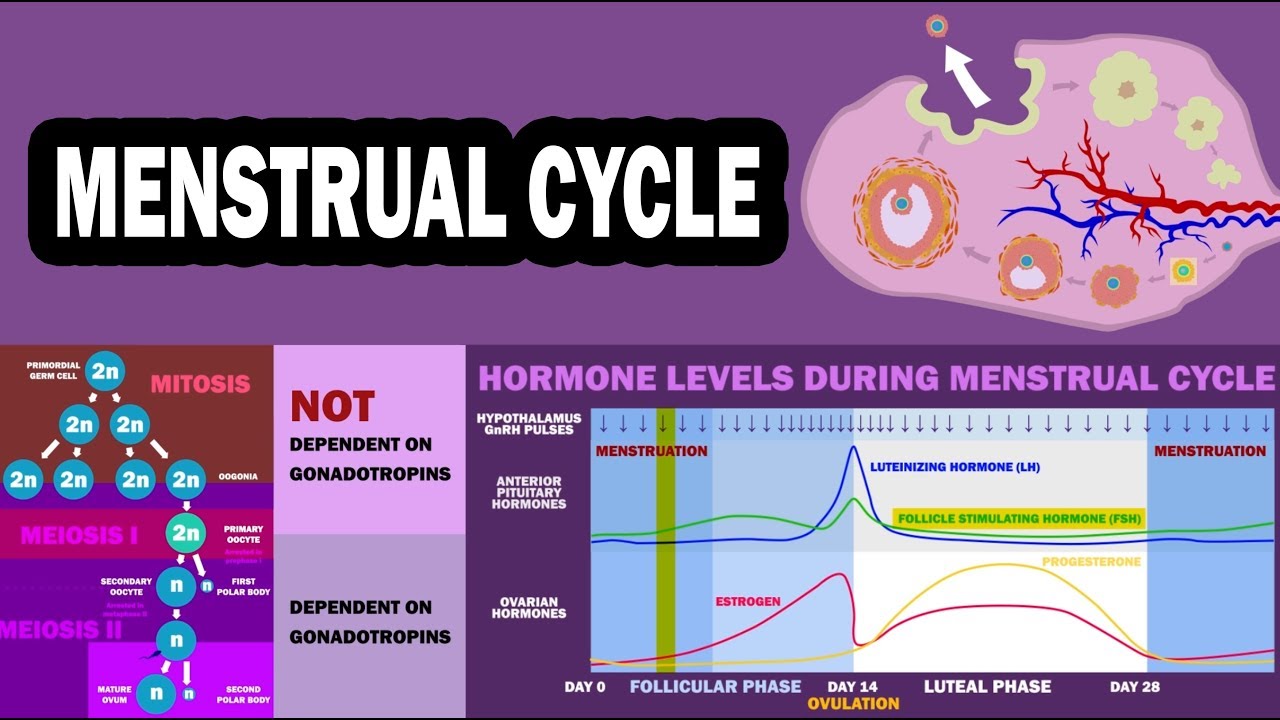 MENSTRUAL CYCLE (Ovarian Cycle, Uterine Cycle, Folliculogenesis ...