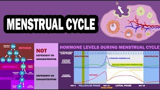 MENSTRUAL CYCLE (Ovarian Cycle, Uterine Cycle, Folliculogenesis, Oogenesis)