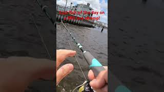 Last fish of the day on a BiG live shrimp!