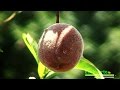 Arboles Frutales: Melocotonero | Arbol de Durazno |  Peach Tree