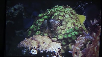 Simplebeamer LED Multimedia projector review and tear down