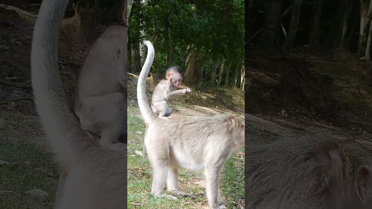 So Amazing Baby Monkey Cinn Sitting On Back Of Mom Cruella