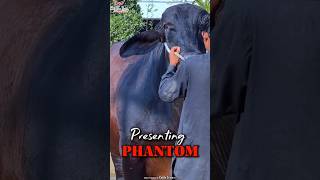 #shorts #viralshorts #cattle #cow ✨✨
