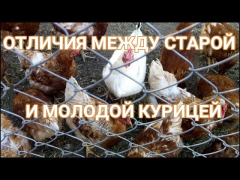 🐓🐓КАК ОТЛИЧИТЬ СТАРУЮ КУРИЦУ ОТ МОЛОДОЙ. The difference between an old chicken and a young one.