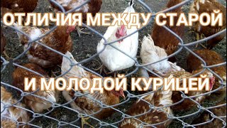 🐓🐓КАК ОТЛИЧИТЬ СТАРУЮ КУРИЦУ ОТ МОЛОДОЙ. The difference between an old chicken and a young one.