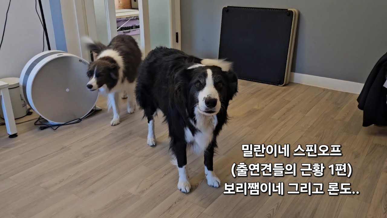늘 양보만하던 보더콜리가 사랑받고 싶어서 보인 행동(그리고 론도..)