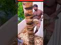 tree cutting machine #subscribevideo #treecutting #shortvideo #viralshortvideo