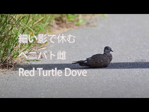 【細い影で休む】ベニバト　雌 Red Turtle Dove