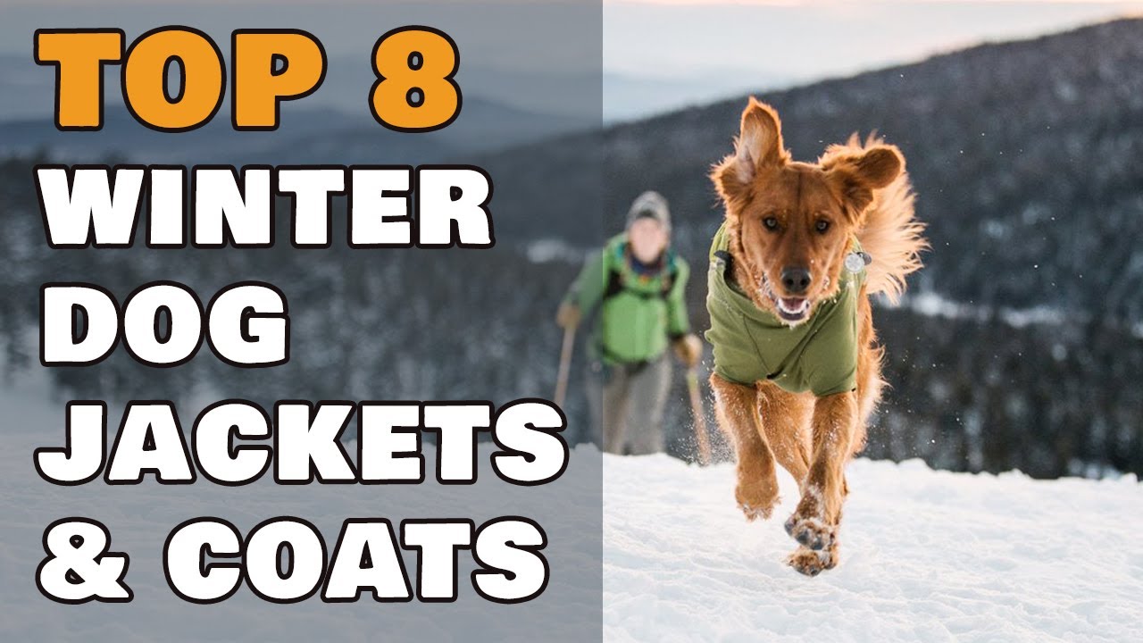 Top 8 Winter Dog Jackets & Coats