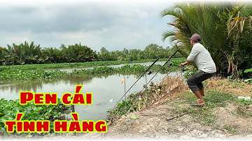 Câu Cá Tra Sông | Quăng Câu Mà Cá Ăn Pen Cần Là Niềm Vui | Fishing Miền Tây