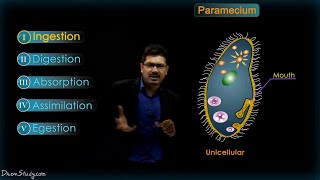 Life Processes - 2 (Chapter 6) | Heterotrophic nutrition | CBSE Class 10 Science | Biology - Toppr