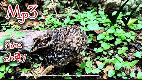 Tiếng chim cút con gọi mẹ Siêu NHạy 2025 💯✅. Suab me nyuam noog w quaj dib tuaj zoo 2025