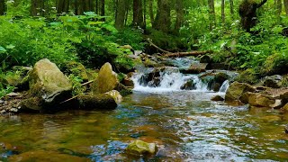 The sound of a river that makes you sleepy in 10 minutes, the voice of a bird [study, sleep, ASMR]