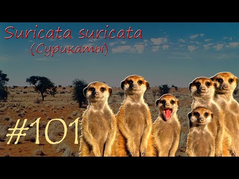 Suricata suricata (Сурикаты)