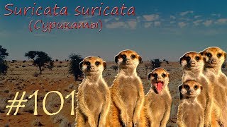Suricata suricata (Сурикаты)