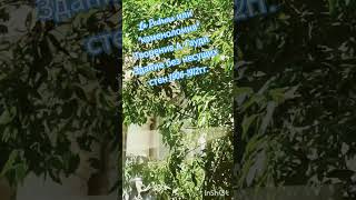 #Casa_Milà. жилое здание А. Гауди, построенное для семьи Мила. Наследие ЮНЕСКО. 🇪🇸 Испания 🌞