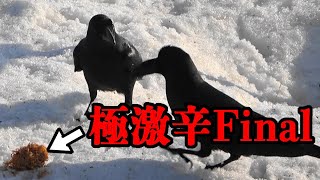 カラスに激辛ファイナルプレゼント