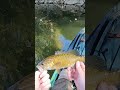 Great Miami River #youtubeshorts #bassfishing #fishing