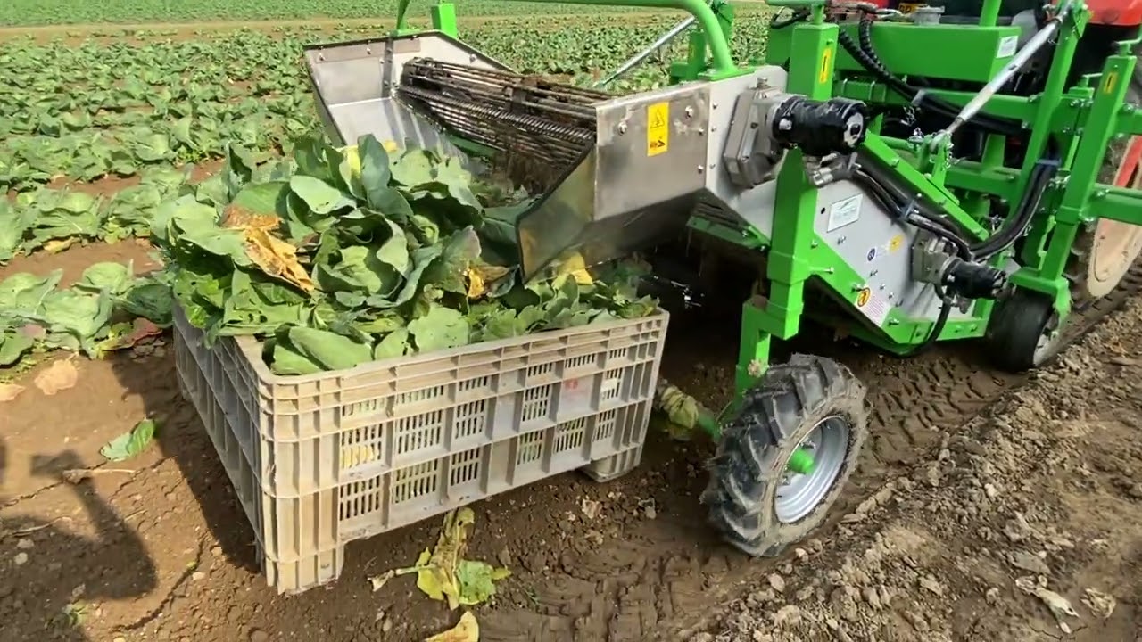 Scava ortaggi VERDOLINA raccolta cavolo cappuccio