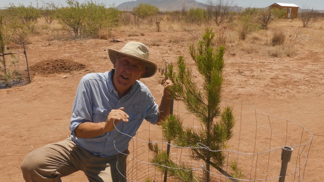 Успешное выращивание деревьев и кустарников в пустынной среде обитания на юго-востоке Аризоны