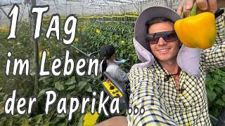 Ich habe ALDIs Paprika-Gewächshäuser besucht