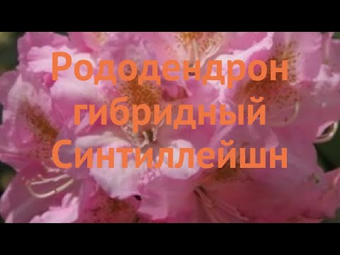 Рододендрон гибридный Синтиллейшн 🌿 обзор: как сажать, саженцы рододендроны Синтиллейшн