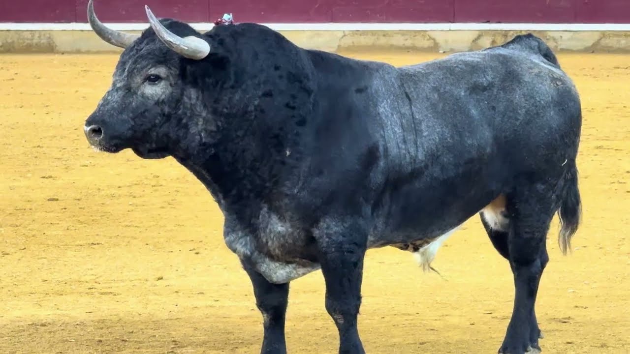 Salida 2º toro de PARTIDO DE RESINA: 