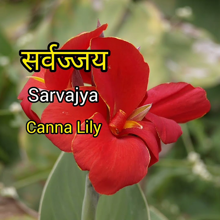 lily-meaning-in-hindi-lily-ka-kya-matlab-hota-hai-daily-use-english