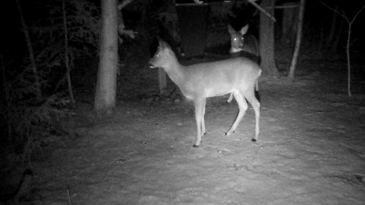 kauriit косули