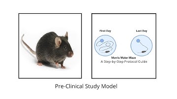 Mastering the Morris Water Maze: A Step-by-Step Protocol Guide