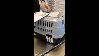 Video #1 ‐ Picking up my puppy from the airport!