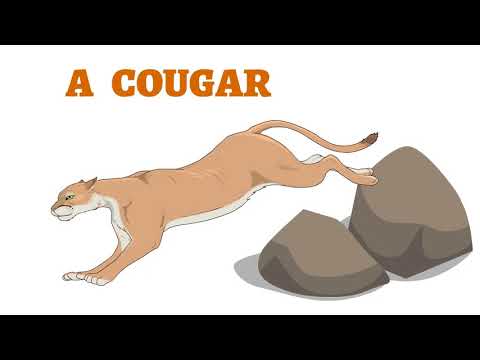 How To Draw A Realistic Cougar