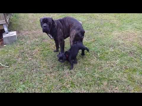 Amazing Big dog try mating small Dog at Garden || Funny Dog meeting and mating