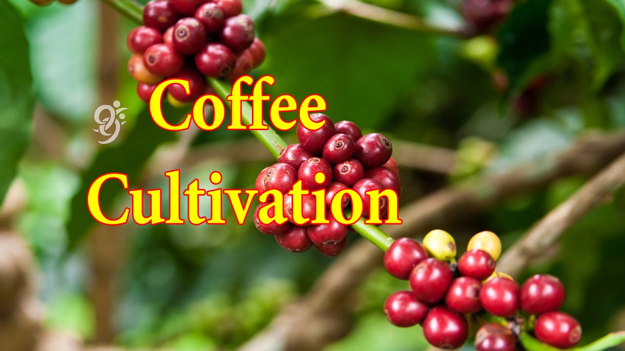 How to GrowCultivate Coffee recommend How to GrowCultivate Coffee advise