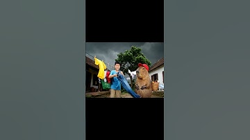 Capy cùng anh và cách phơi quần áo siêu nhanh khô #capybara #vuive #giaitri #cuocsongcuacapy