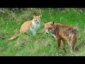 A CAT ATACKS THE FOX.