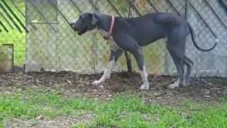 Great Dane Rescue of North Texas wants you to meet  Blue